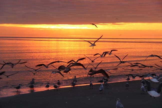 seagulls at sunrise 3
