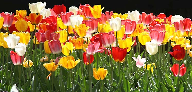 Denver tulips