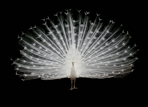 3_bi_white_ peacock