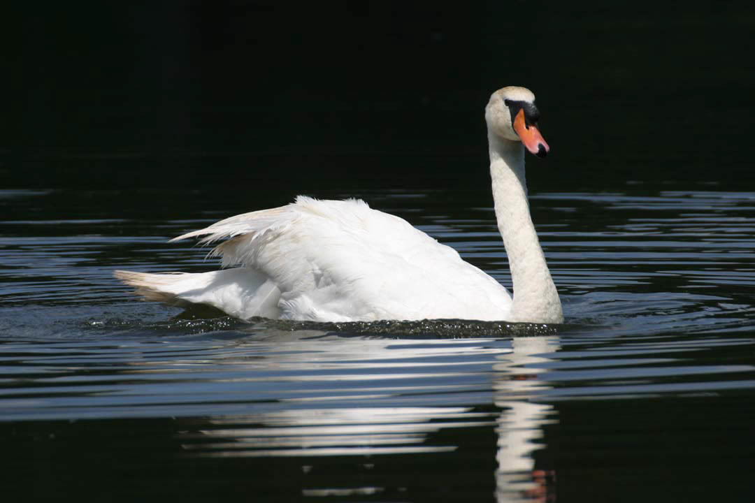 swan on Barton