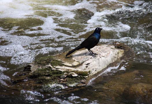 crow on a rock
