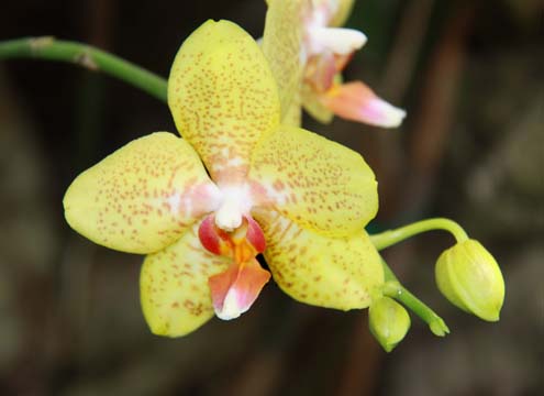 ye_pale yellow orchid_068