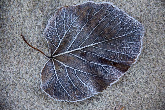 br_Frosted Leaf_2820.