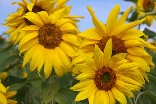 ye_Sunflowers_0233