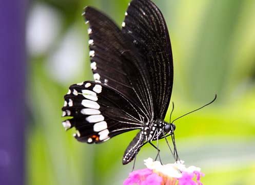 3_in_Black and White Butterfly_0059