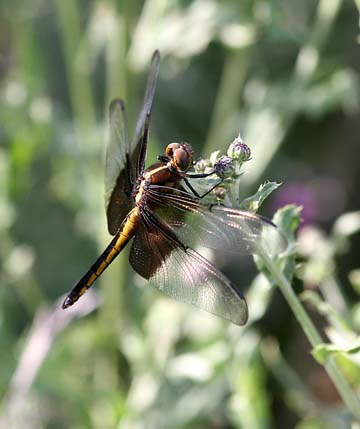 3_in_dragonfly_0401