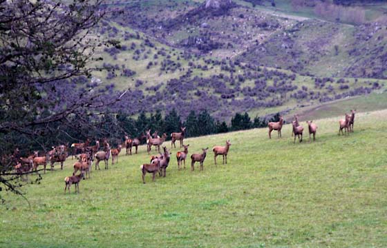 de_red deer in NZ_025