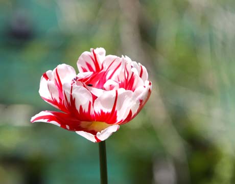 rd_The Parot tulip