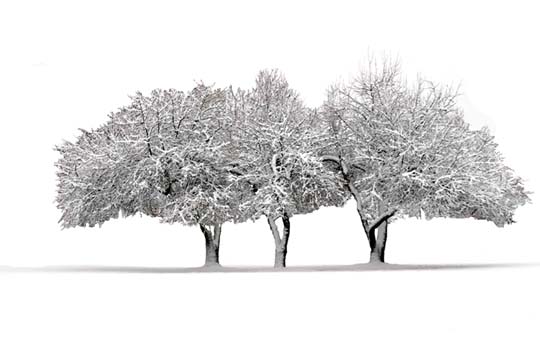 mi_3snowy trees