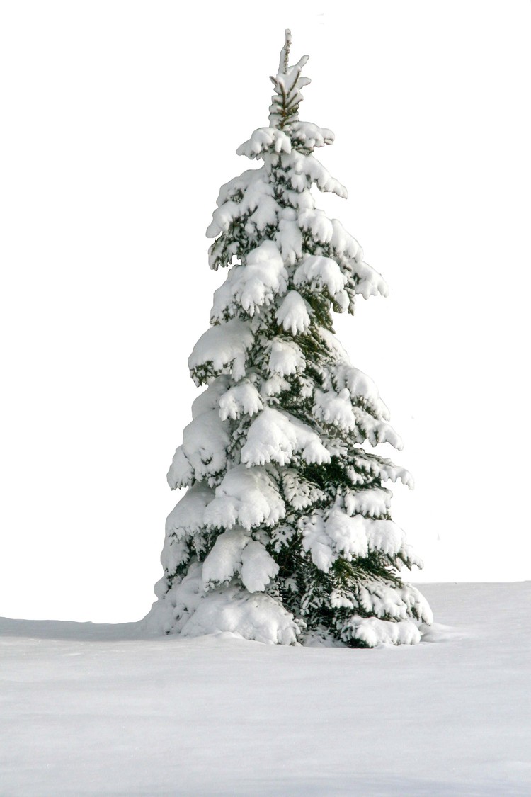 big snow on pinetree