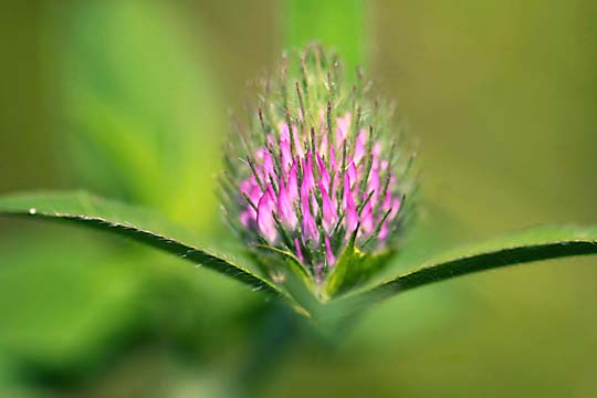 pin_The Sweet Clover bud