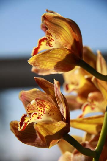 ye_orchids_034