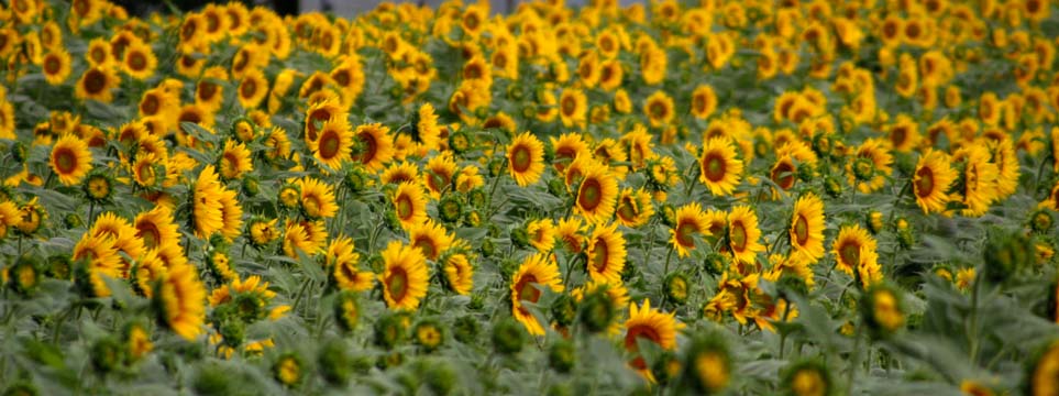 mi_p_9 Sunflower field