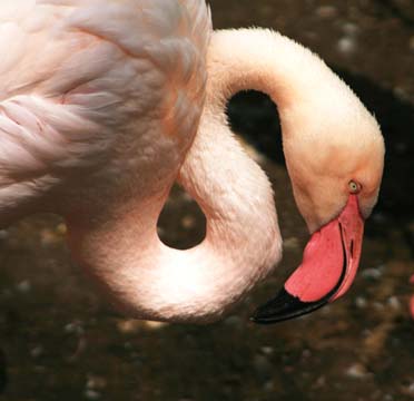 3_bi_flamingo_8701