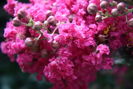 pin_Crepe Myrtle 002