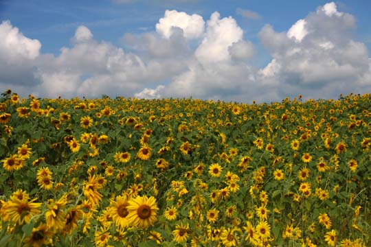 mi_Sunflower Field_0250