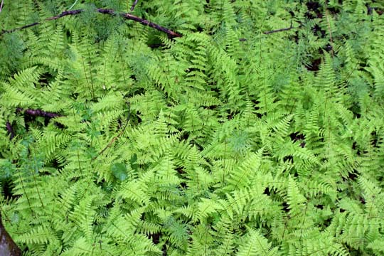 mi_7957 thicket of ferns