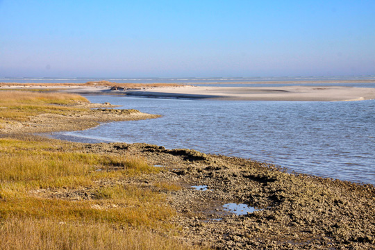 sc_Oysterbeds_409