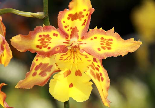 ye_orchid_012