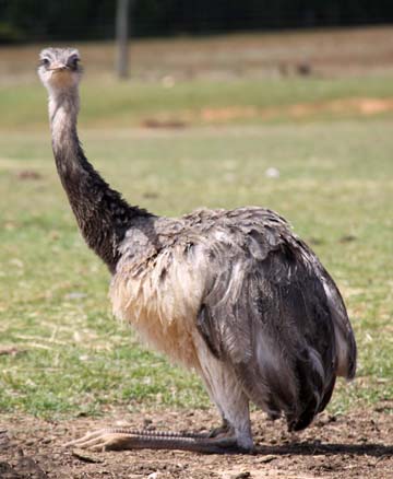3_bi_resting emu 339