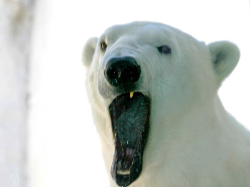 Polar bear with one tooth
