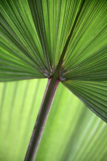 gr_Palm frond_ 146