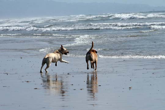 do_dog beach_1696