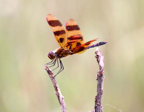 3_in_dragonfly_ 124