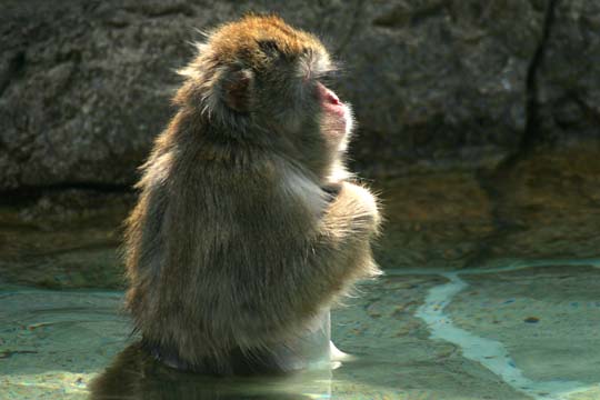 3_mo_The Wading Japanese Monkey