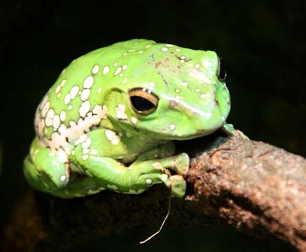 3_fr_Green Frog_137