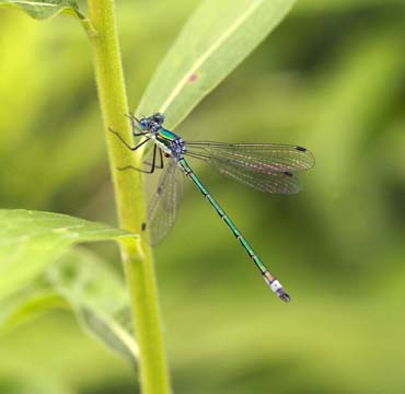 3_in_dragonfly_0458