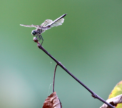 3_in_dragonfly_Perched_ 298