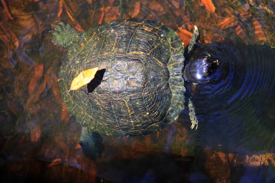 rep_ swimming turtle_029