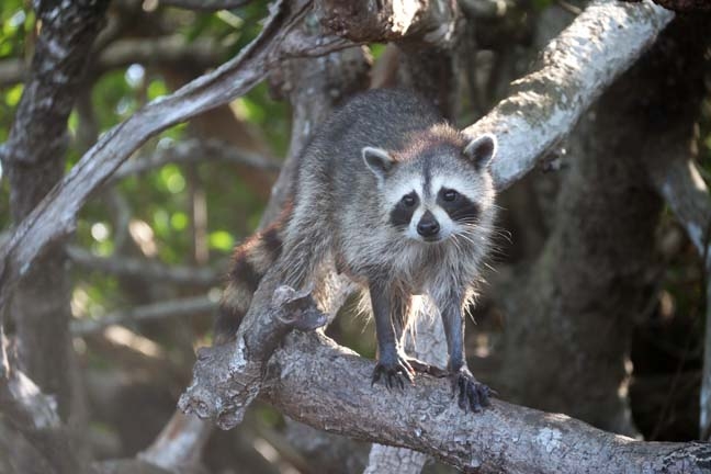 raccoon in the everglades_184