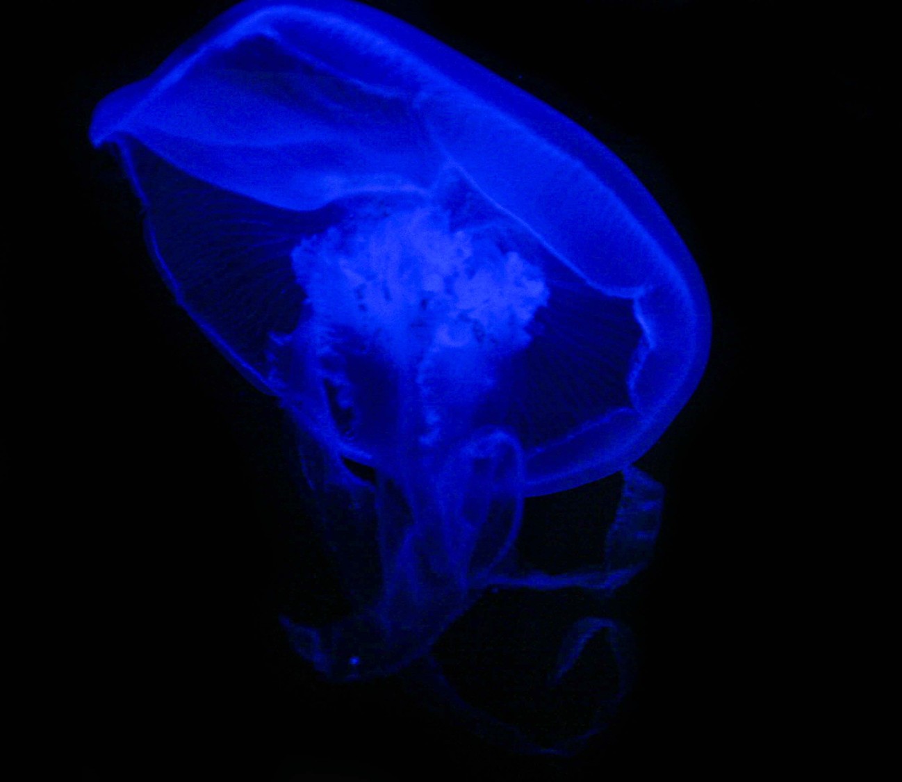 blue lighted jelly