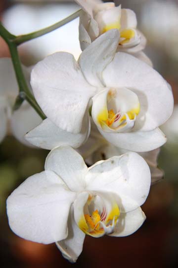 wh_orchid_007