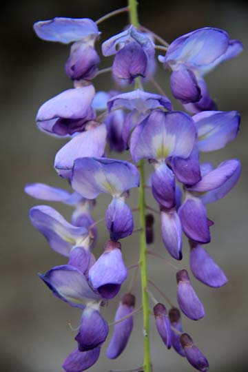 flowers gallery blue purple