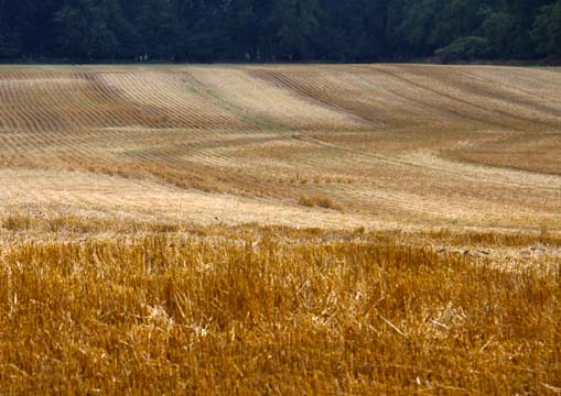 m_newly cut wheatfield_102