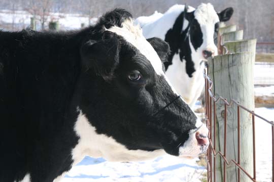cw_Bessie_0508