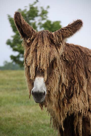 don_pittou donkey_