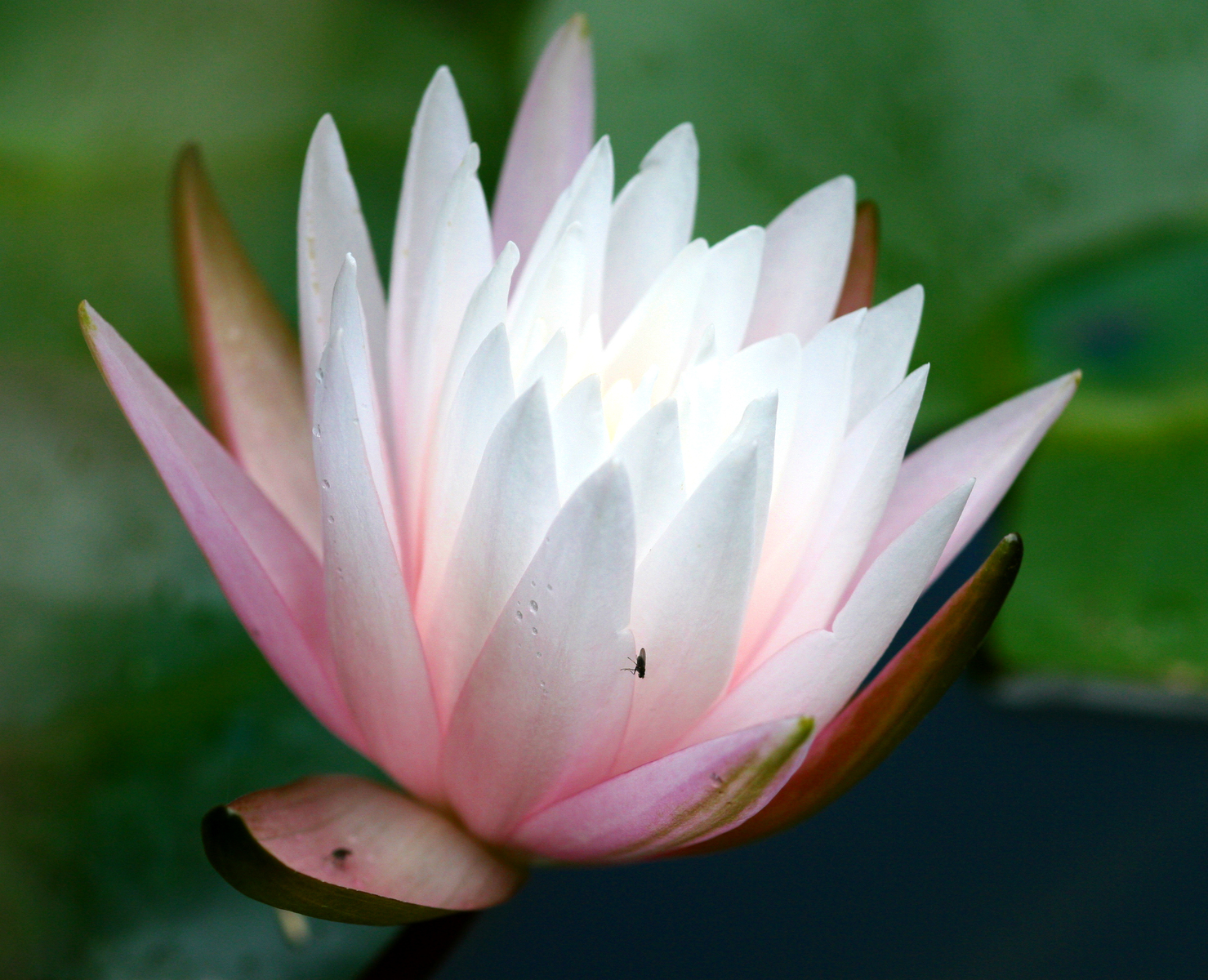 Lily in my pond