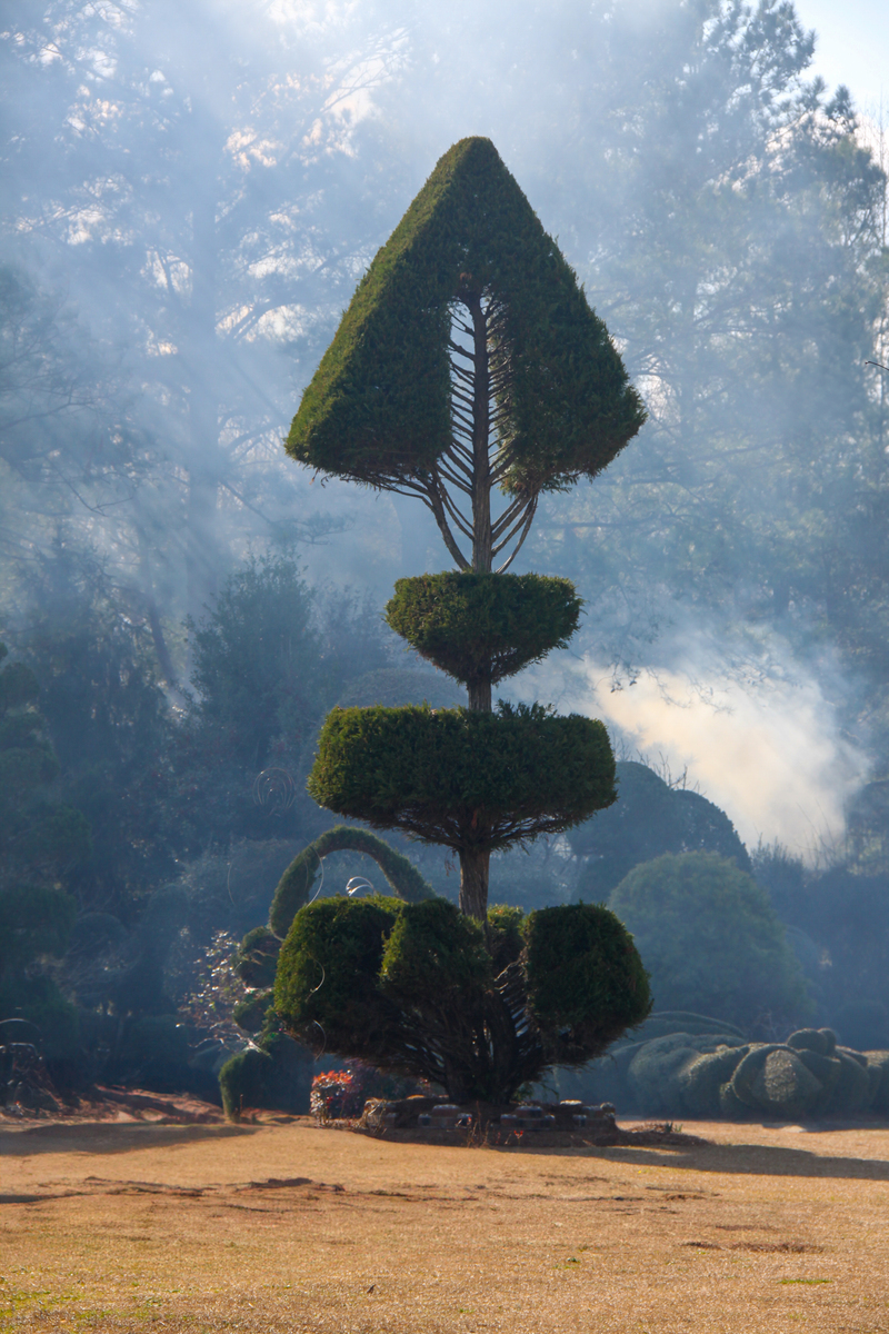topiary