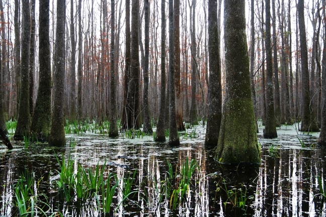 sc_swamp edge_099