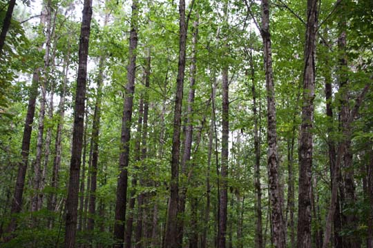 nc_Deep into the woods!062
