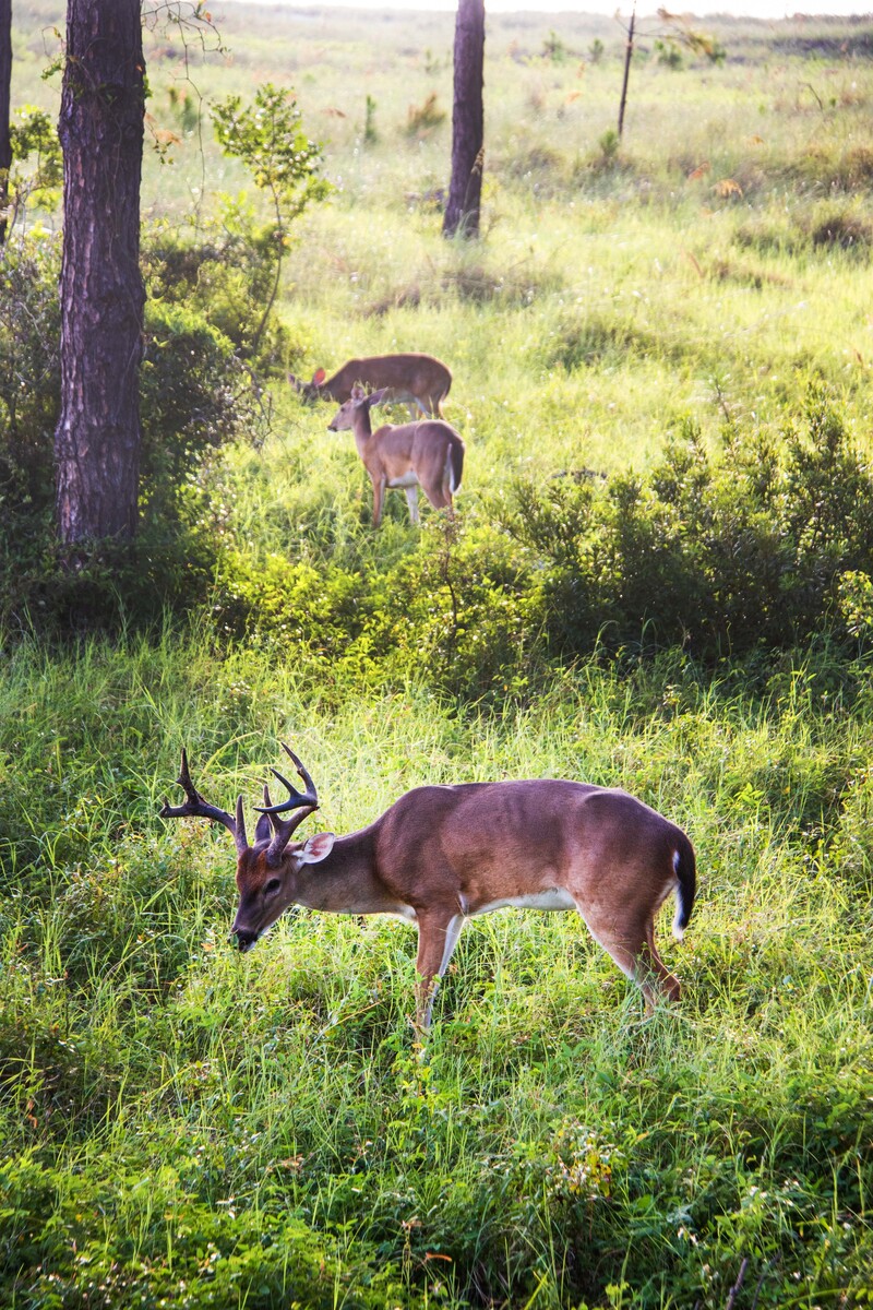3 deer at tower