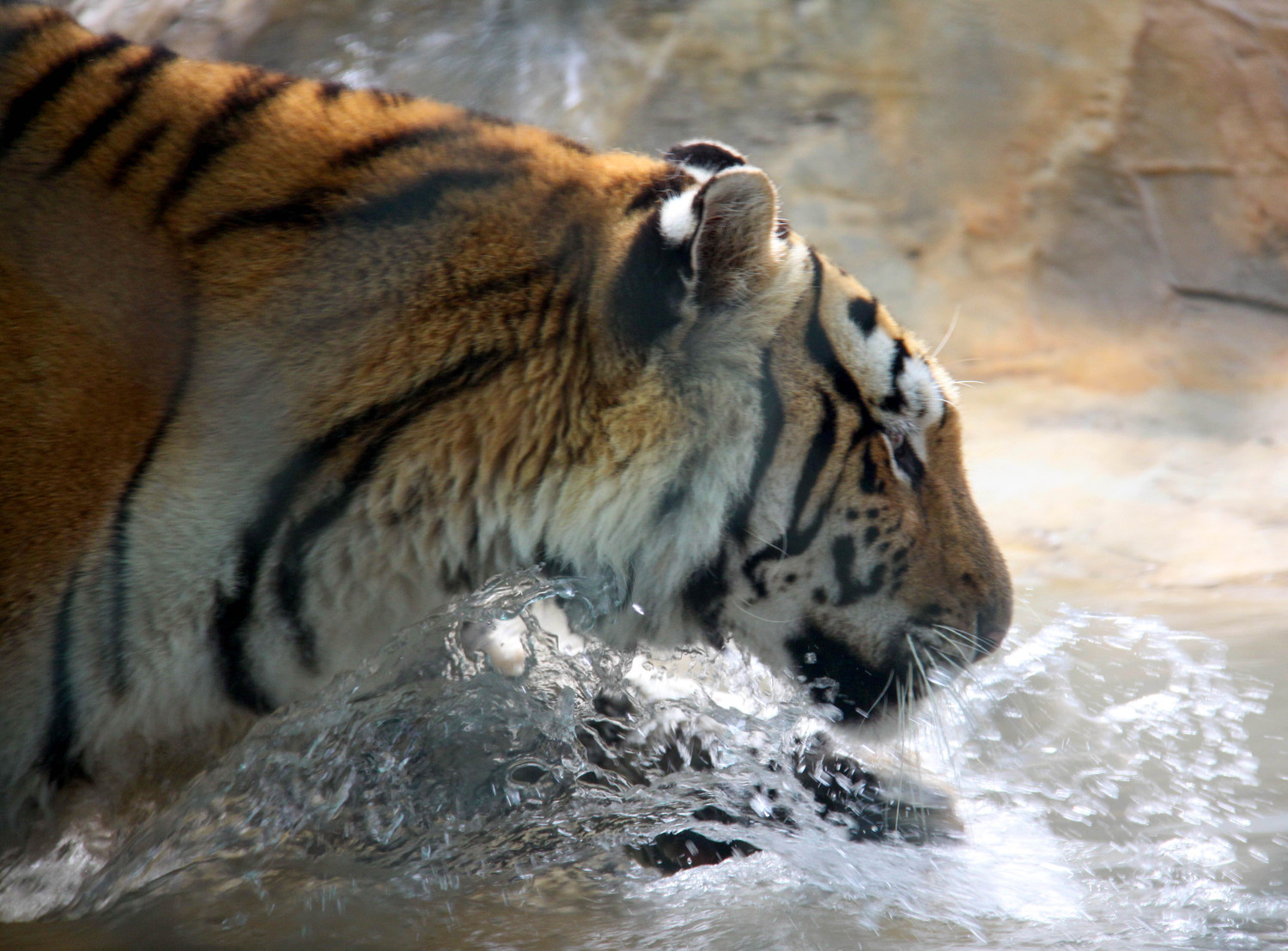 tiger in the water