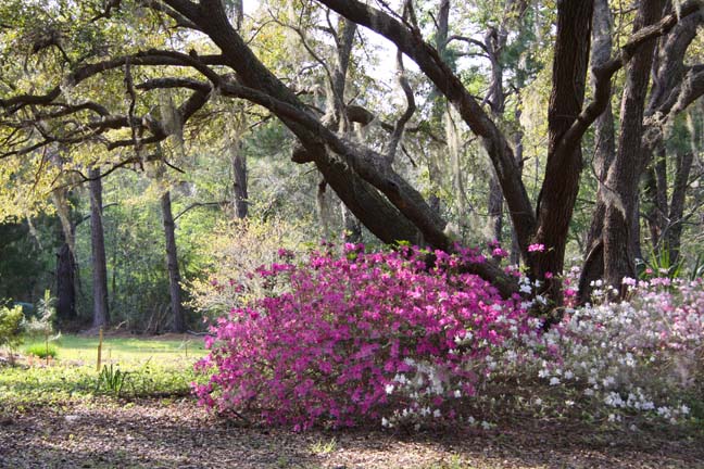 the picnic spot_091