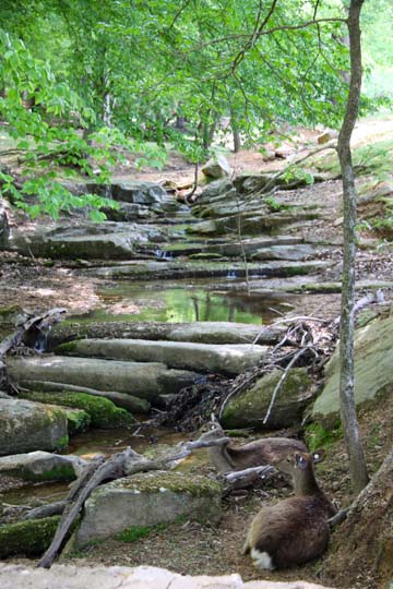 nc_deer sits by the creek 353