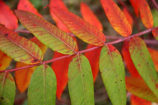 mx_sumac_