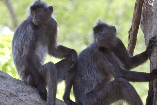 3_mo_2 Monkeys_2256